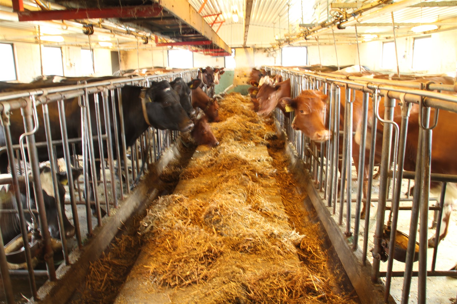 J%C3%A6rmodellen%20043